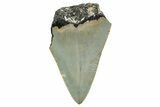 Bargain, Juvenile Megalodon Tooth - North Carolina #342215-1
